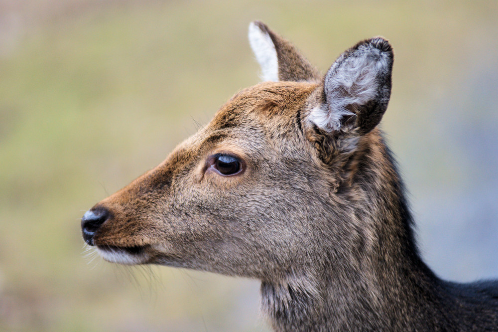 Portrait Damwild