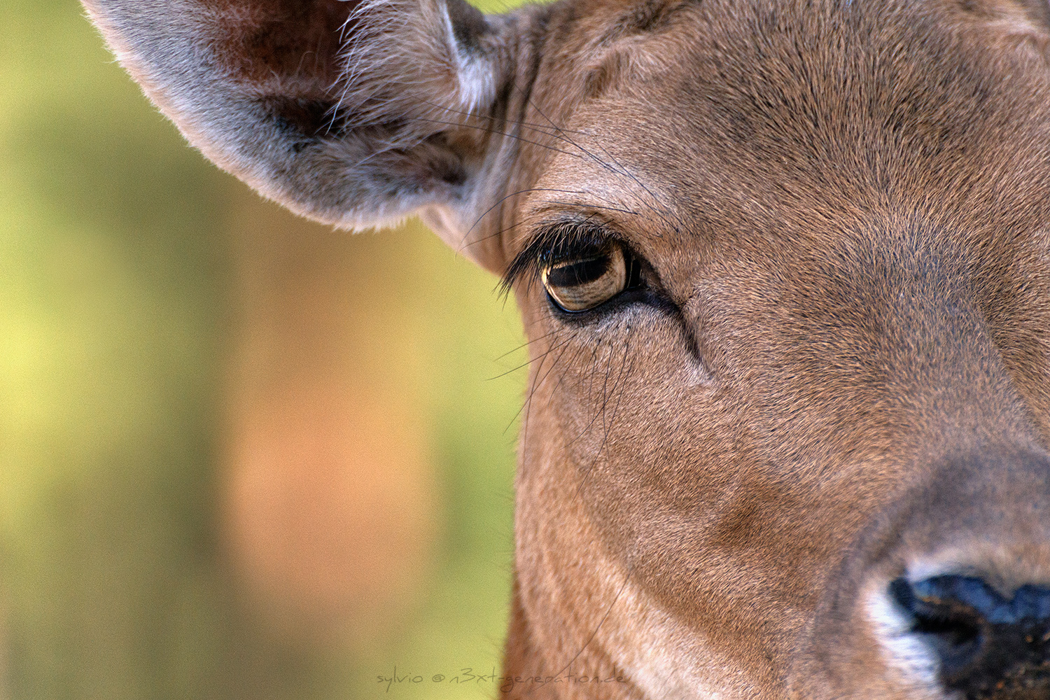 Portrait Damwild