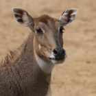 Portrait d'antilope (Boselaphus tragocamelus, nilgaut)