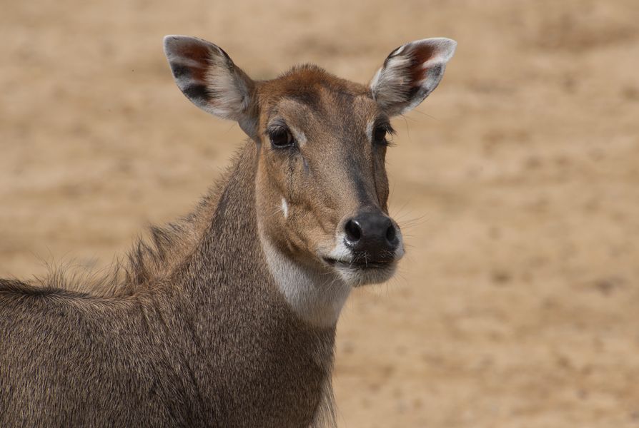 Portrait d'antilope (Boselaphus tragocamelus, nilgaut)