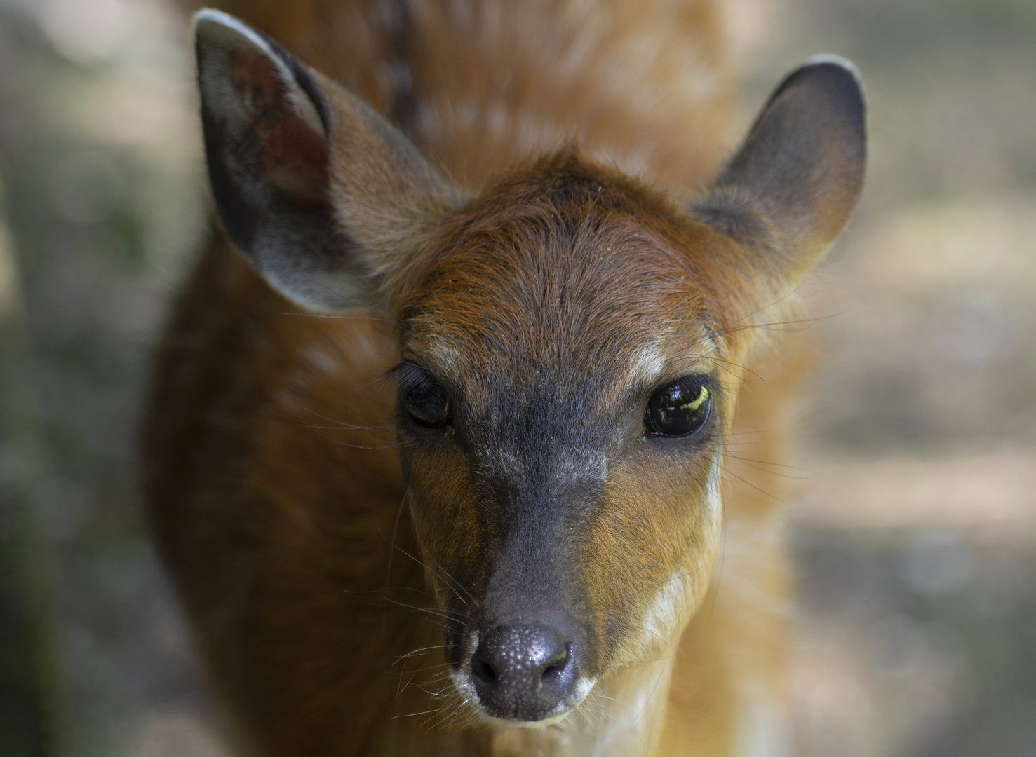 Portrait d'antilope (Tragelaphus spekii, guib d'eau ou sitatunga)