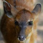 Portrait d'antilope (Tragelaphus spekii, guib d'eau ou sitatunga)