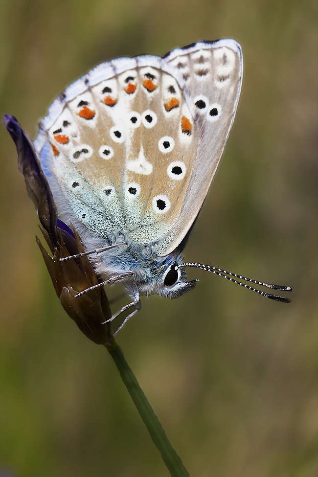 Portrait d'Argus bleu