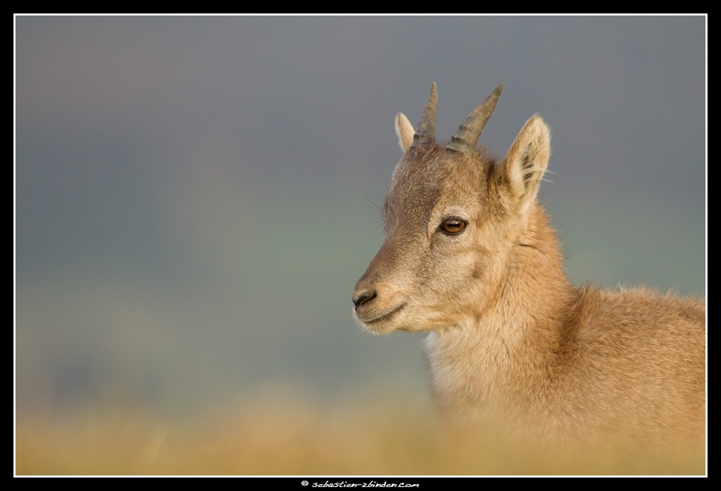 Portrait d'automne