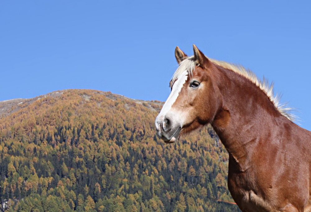 portrait d'Automne