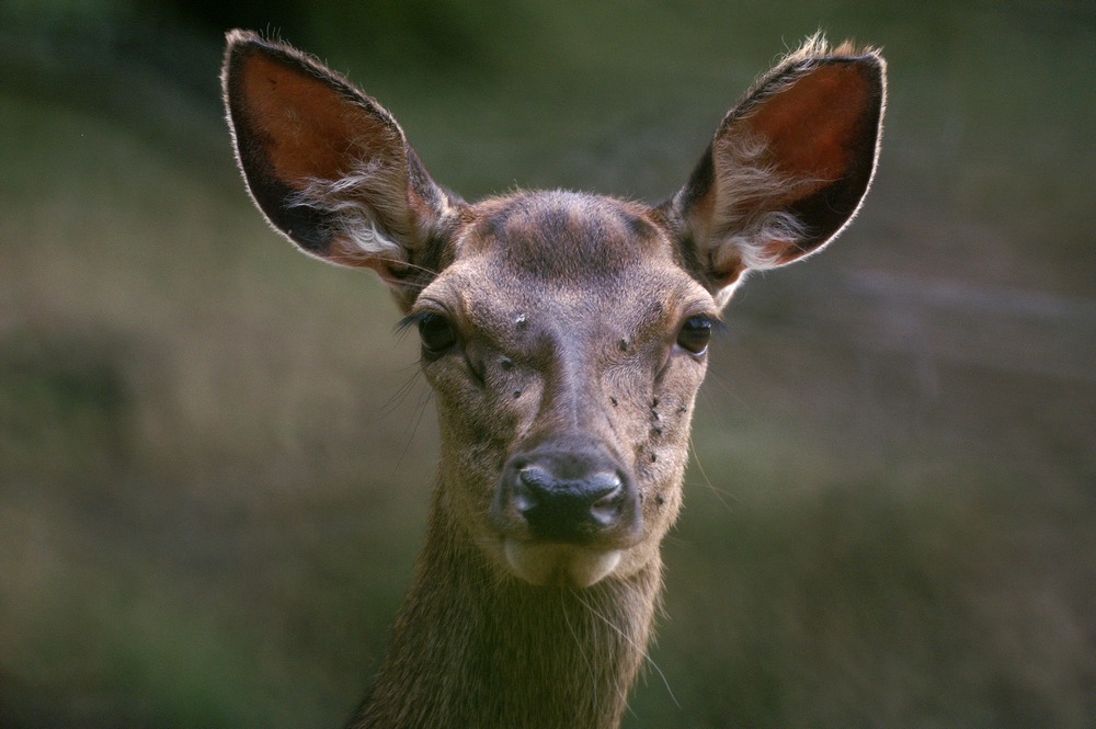 Portrait de biche