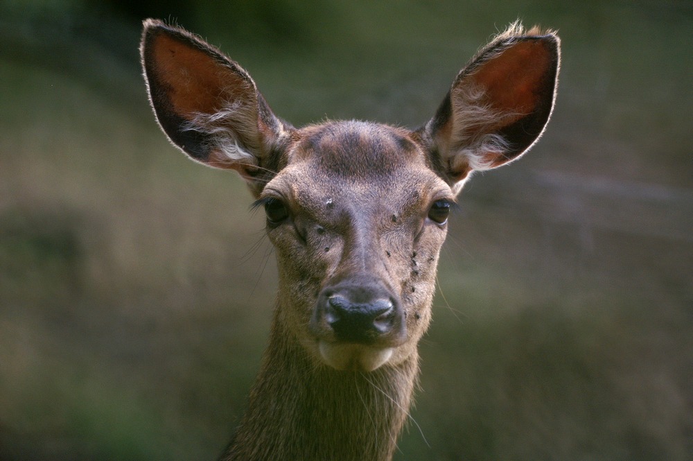 Portrait de biche Image & Photo de papouné de Concours Cervidés Photographie (9605901