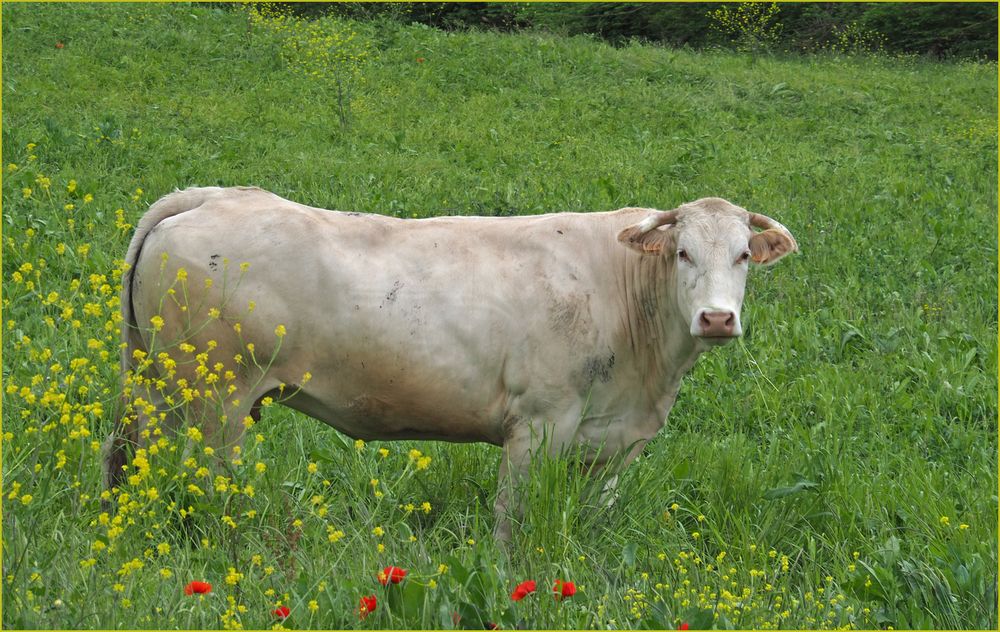 Portrait de blonde…d’Aquitaine photo et image | europe, france, animaux