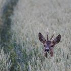 Portrait de broc' dans le blé