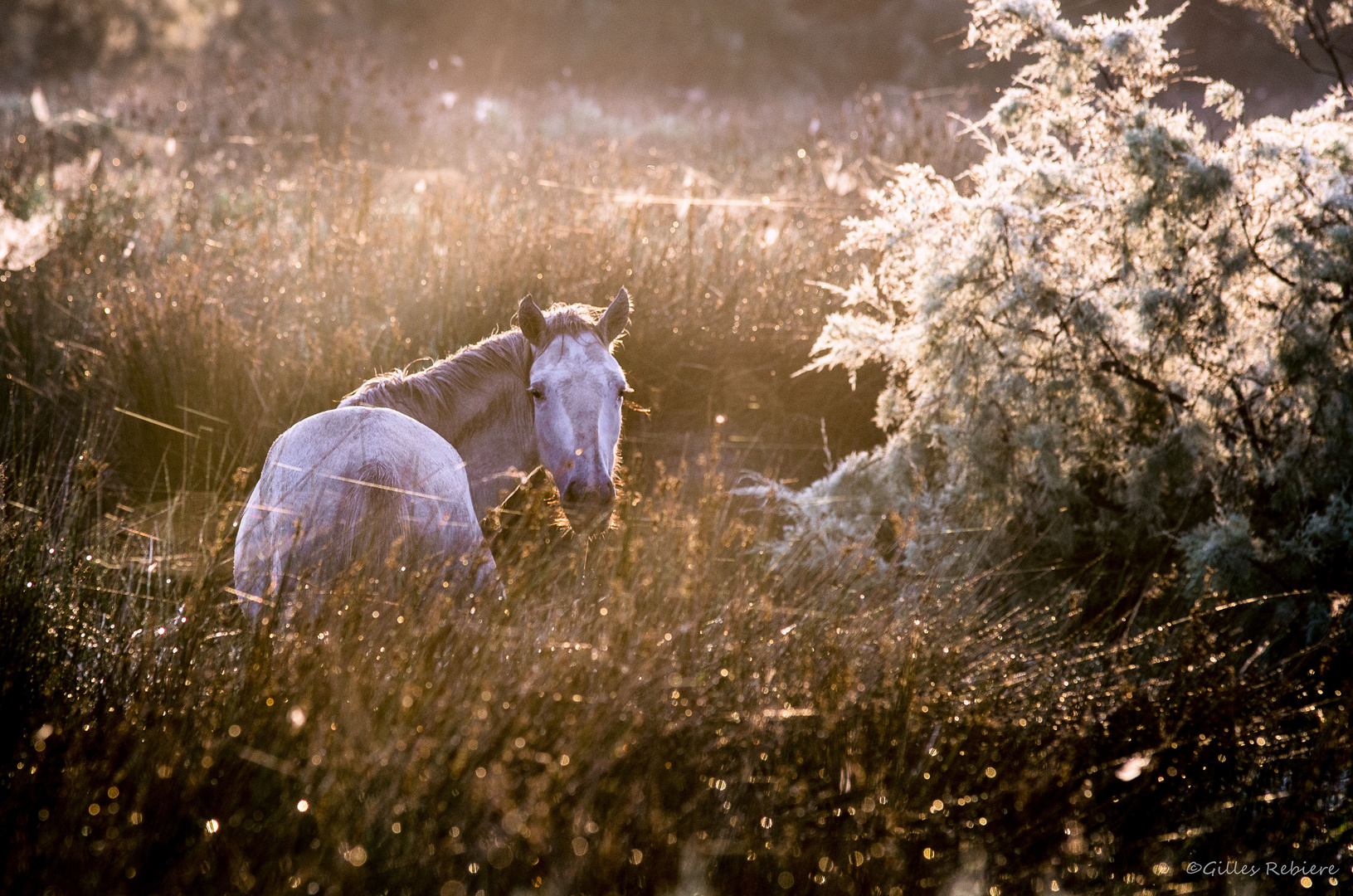 Portrait de Camargue 02