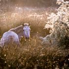 Portrait de Camargue 02