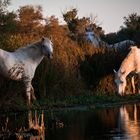 Portrait de camargue