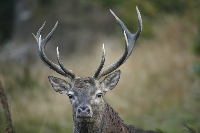 Portrait de cerf