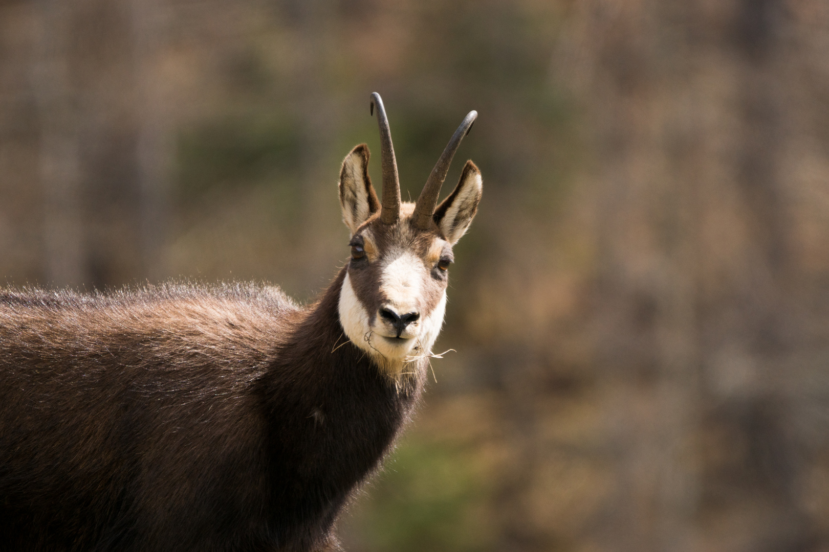 portrait de chamois