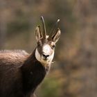 portrait de chamois