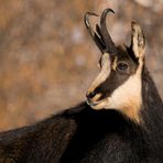 Portrait de Chamois
