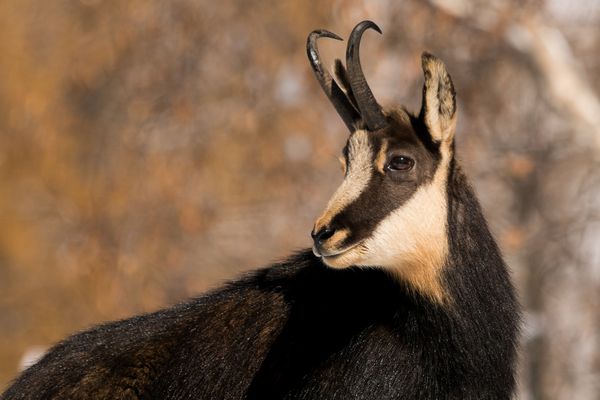 Portrait de Chamois