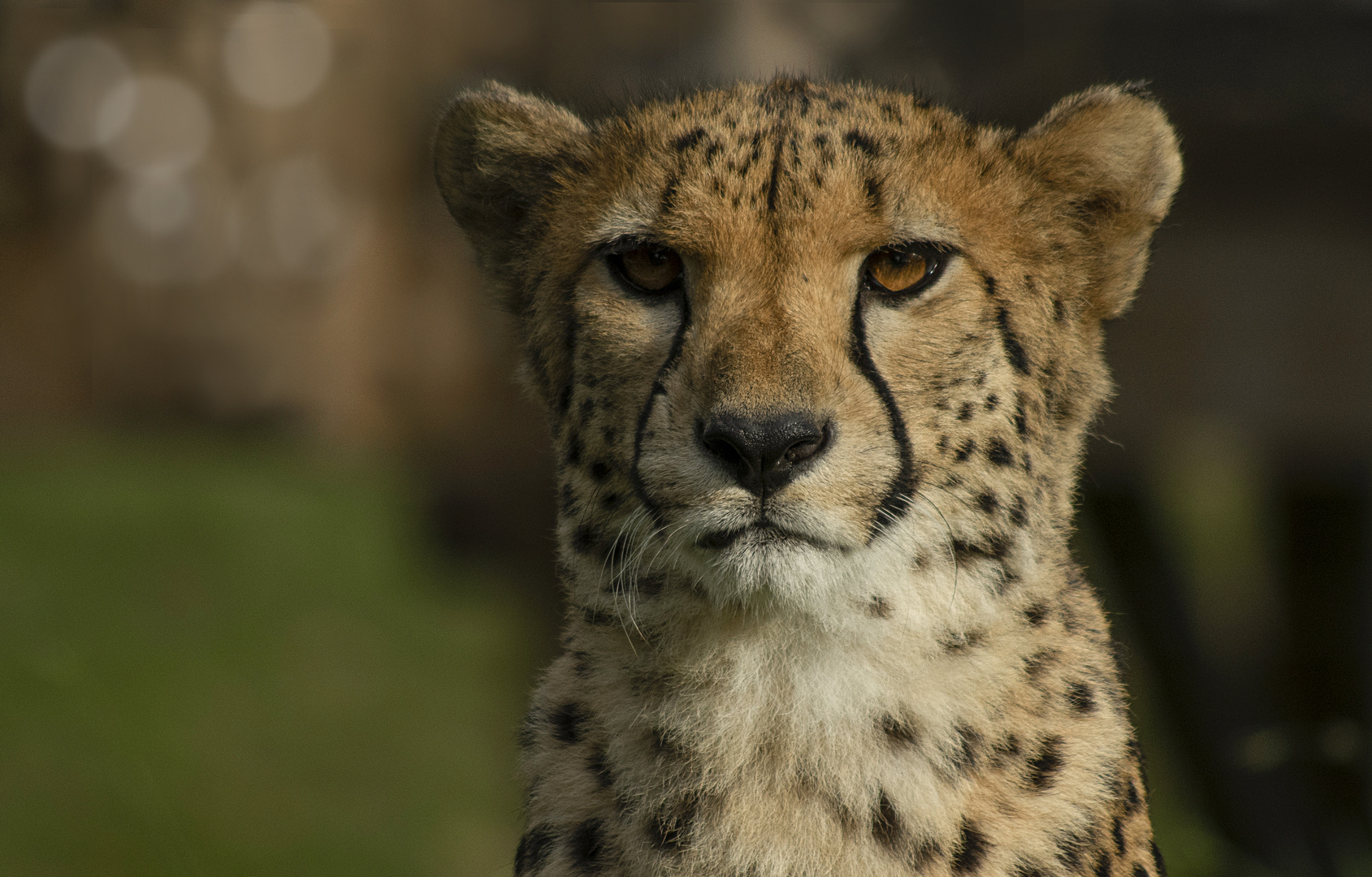 Portrait de champion de course (Acinonyx jubatus, guépard)