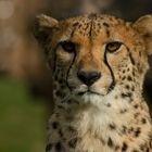 Portrait de champion de course (Acinonyx jubatus, guépard)