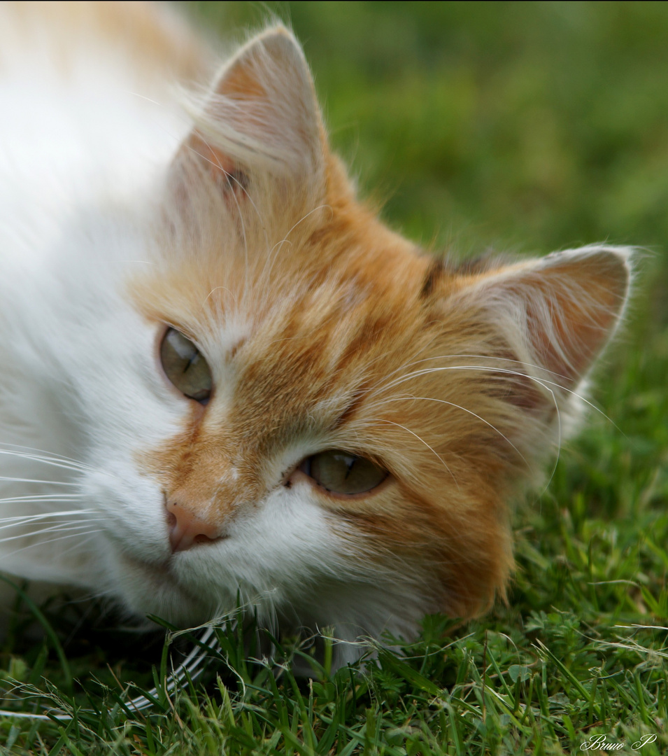 portrait de chat