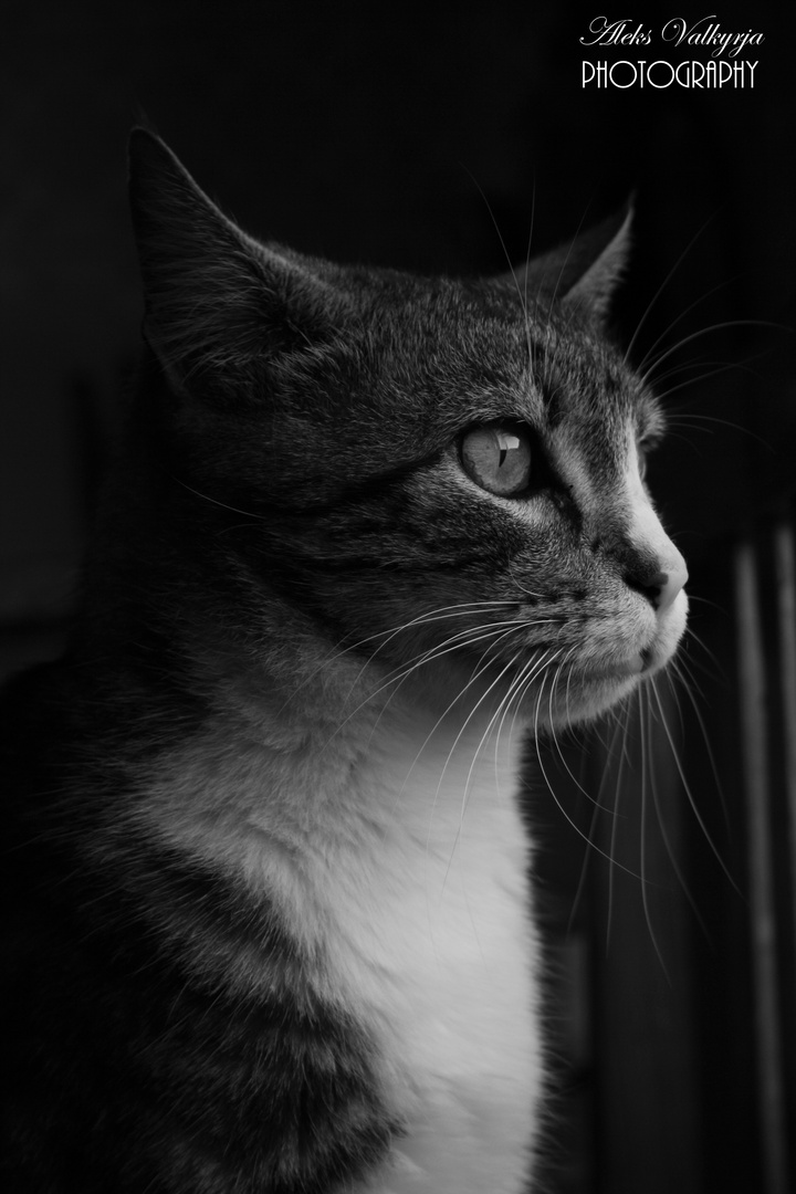 Portrait de Chat