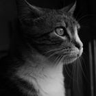 Portrait de Chat