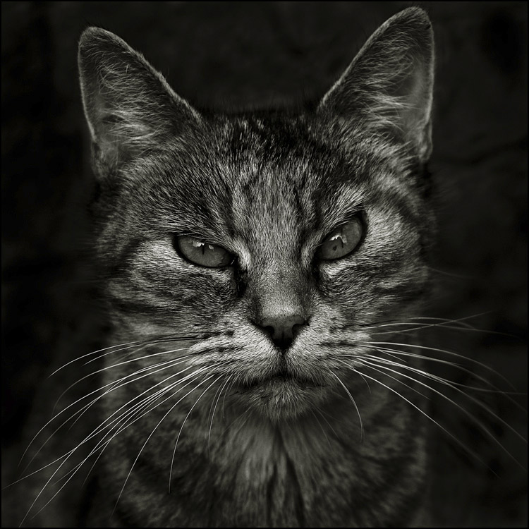 Portrait de chatte