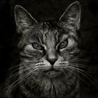 Portrait de chatte