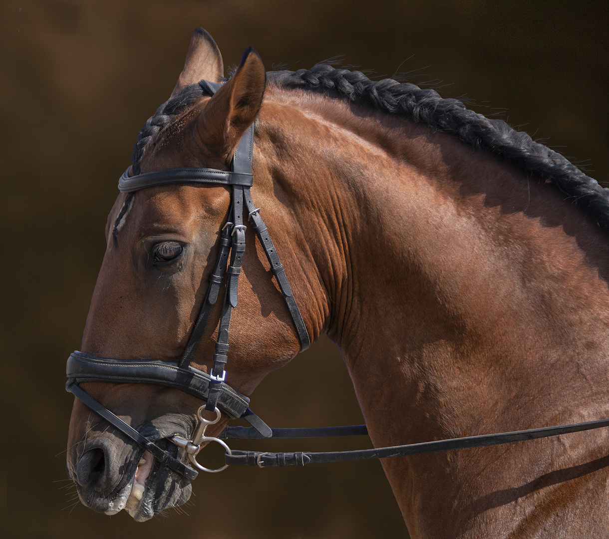 Portrait de cheval lusitanien