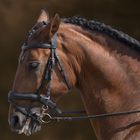 Portrait de cheval lusitanien