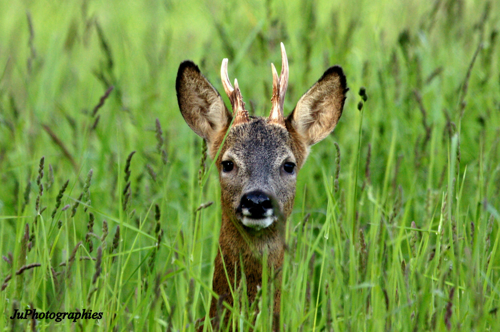 Portrait De Chevreuil Photo Et Image Animaux Animaux Sauvages Cervides Sauvages Images Fotocommunity Portrait De Chevreuil Photo Et Image Animaux Animaux Sauvages Cervides Sauvages Images Fotocommunity