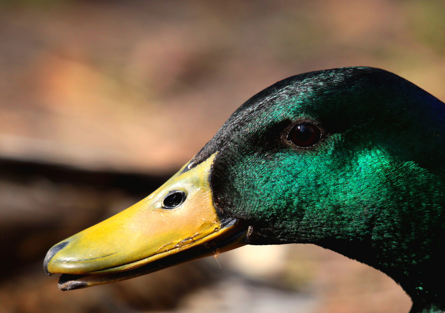 Portrait de Colvert