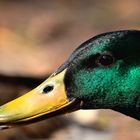 Portrait de Colvert