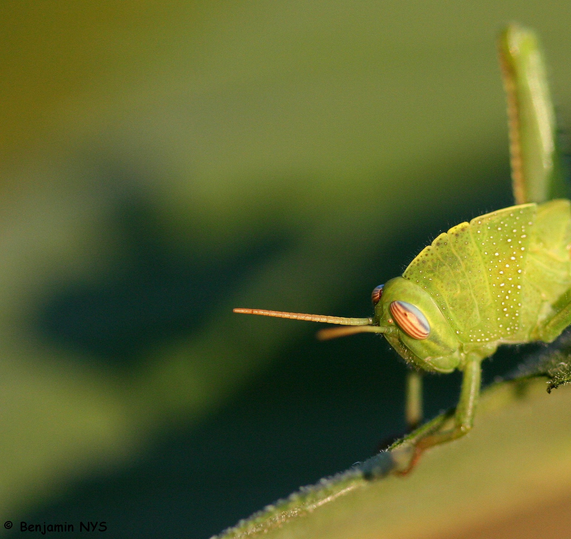 Portrait de Criquet sp.