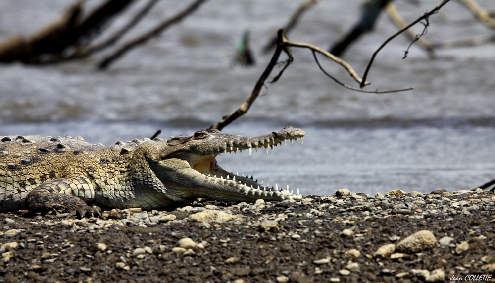 Portrait de crocodile.