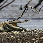 Portrait de crocodile.