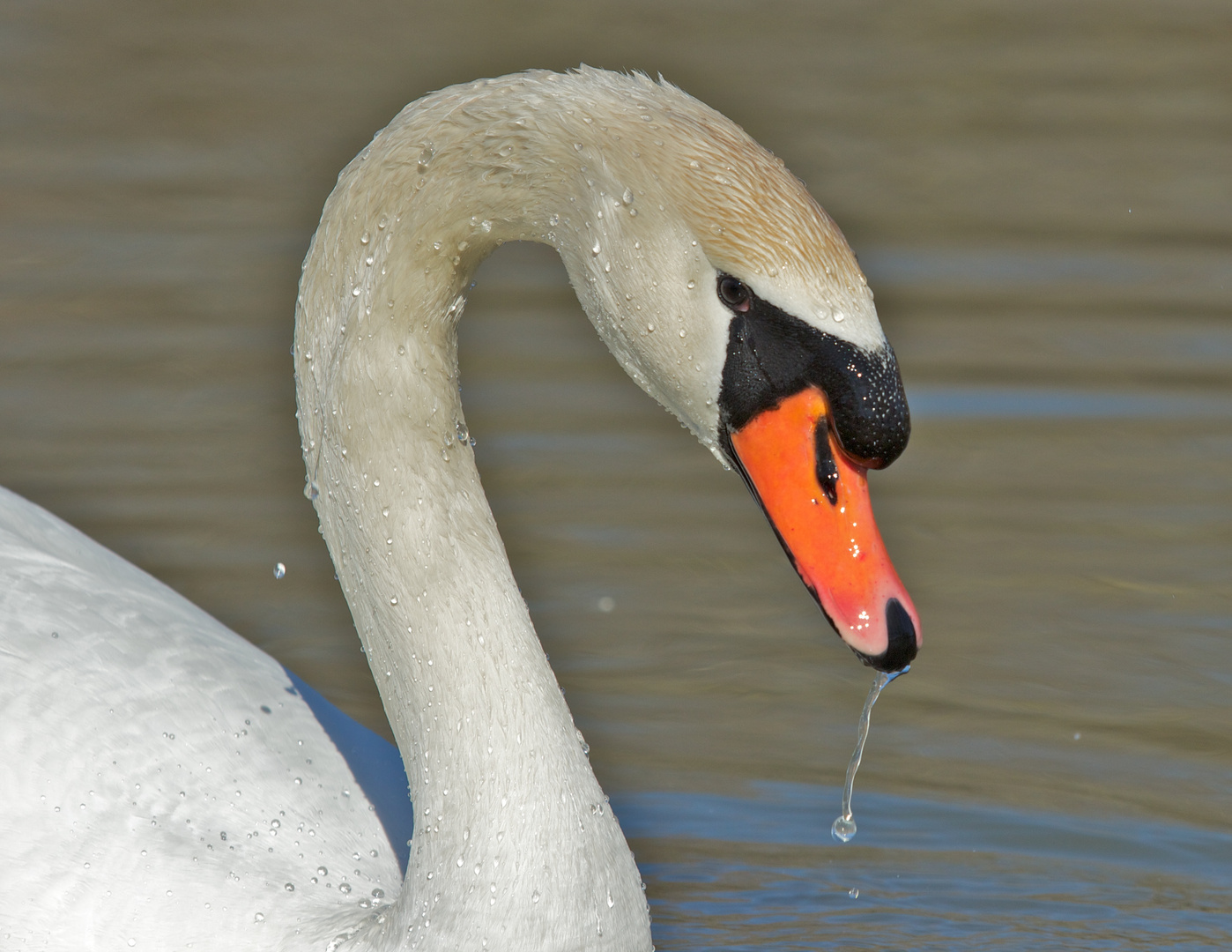 Portrait de Cygne