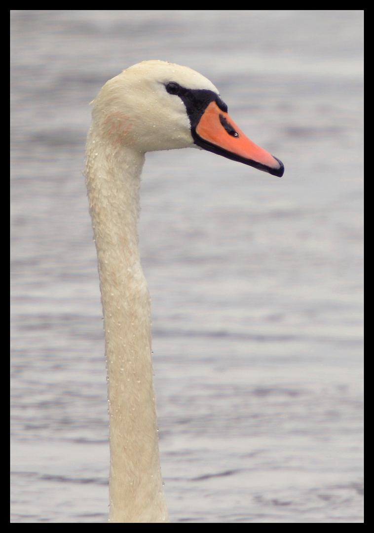 portrait de cygne.