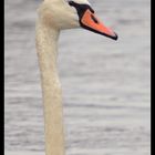 portrait de cygne.