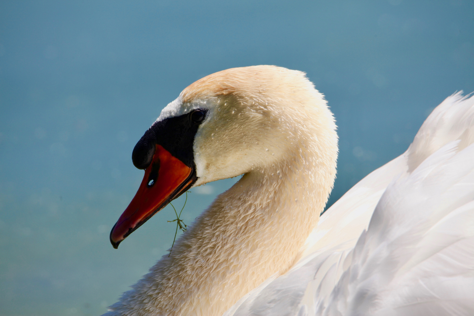 Portrait de cygne photo et image animaux, animaux sauvages, oiseaux