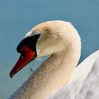 Portrait de cygne