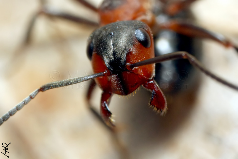 Portrait de F polyctena