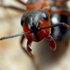 Portrait de F polyctena