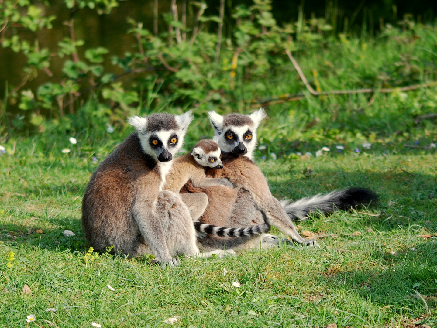 Portrait de famille