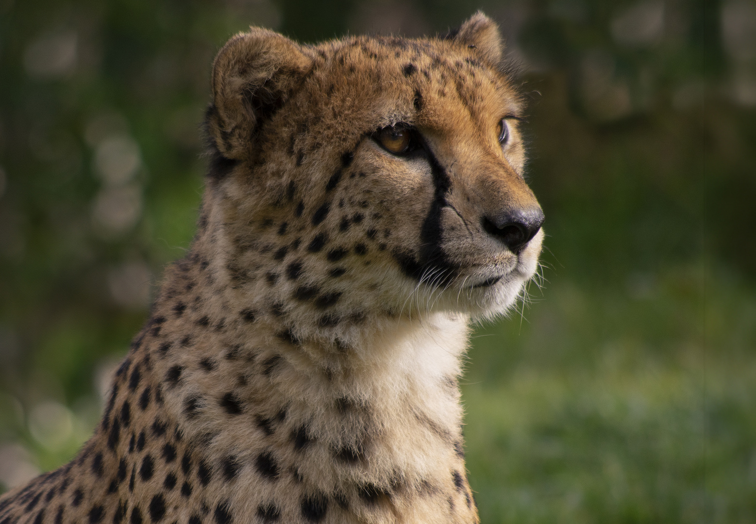 Portrait de félin ( Acinonyx jubatus, guépard)