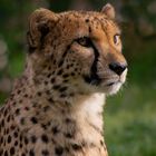 Portrait de félin ( Acinonyx jubatus, guépard)