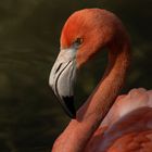 Portrait de flamant rose (Phoenicopterus roseus) 