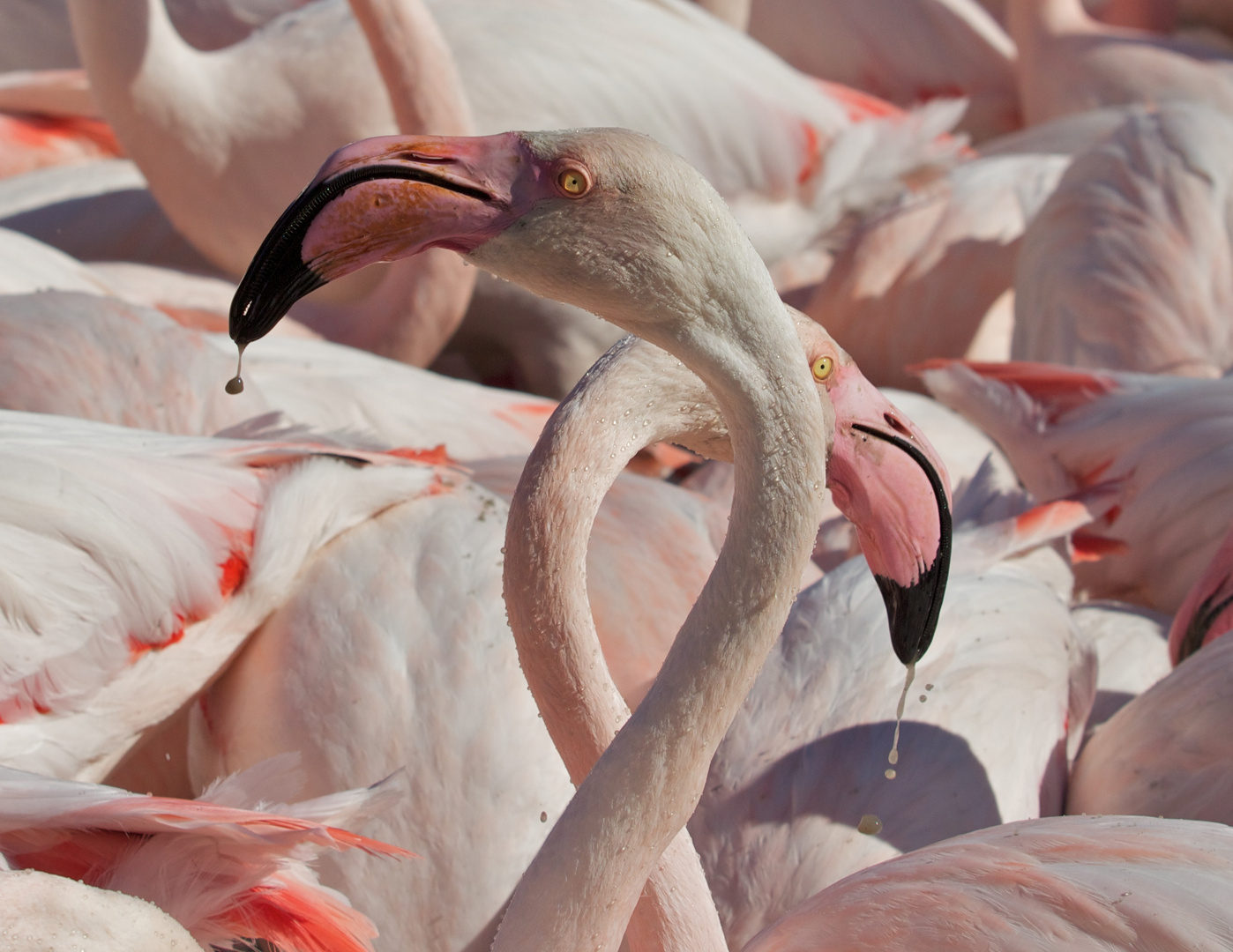 Portrait de Flamants Rose