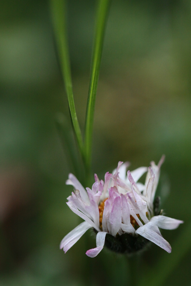 Portrait de fleur