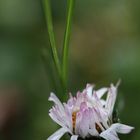 Portrait de fleur